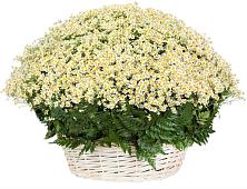 Цветочная композиция из Ромашки в корзине #REPLACE_PRED# Артемовском Свердловской области